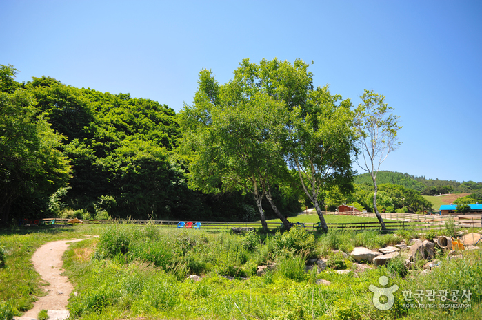 Daegwallyeong Sheep Farm (대관령 양떼목장)