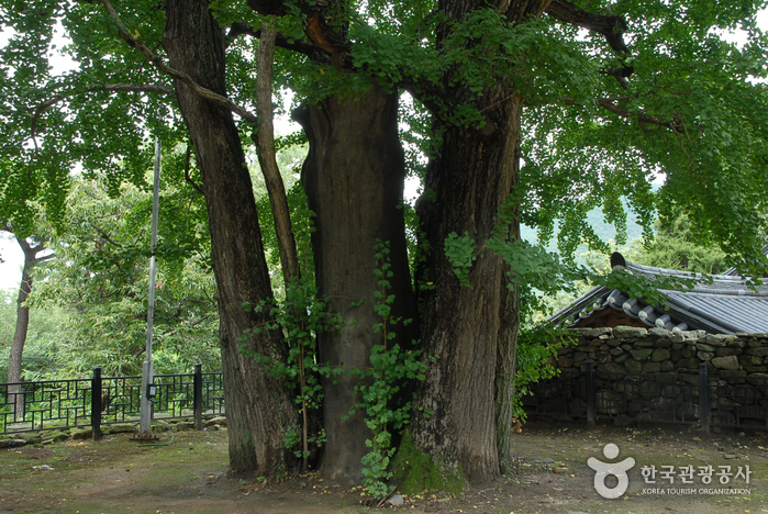 Asan Maengssi Haengdan House - Maeng Sa-seong House (아산 맹씨행단(맹사성 고택)