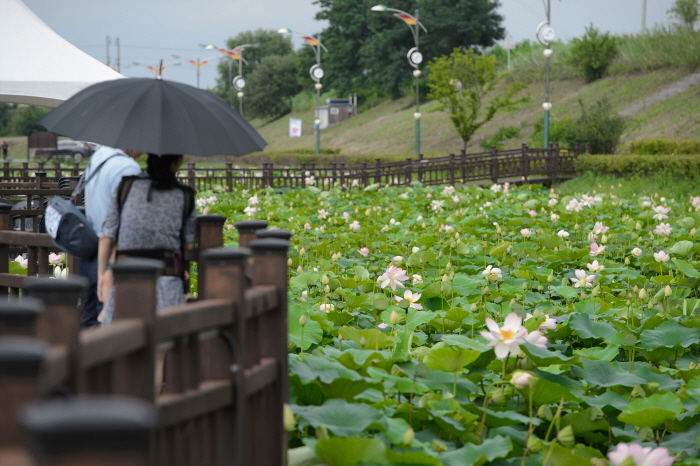 Jocheon Lotus Park (조천연꽃공원)
