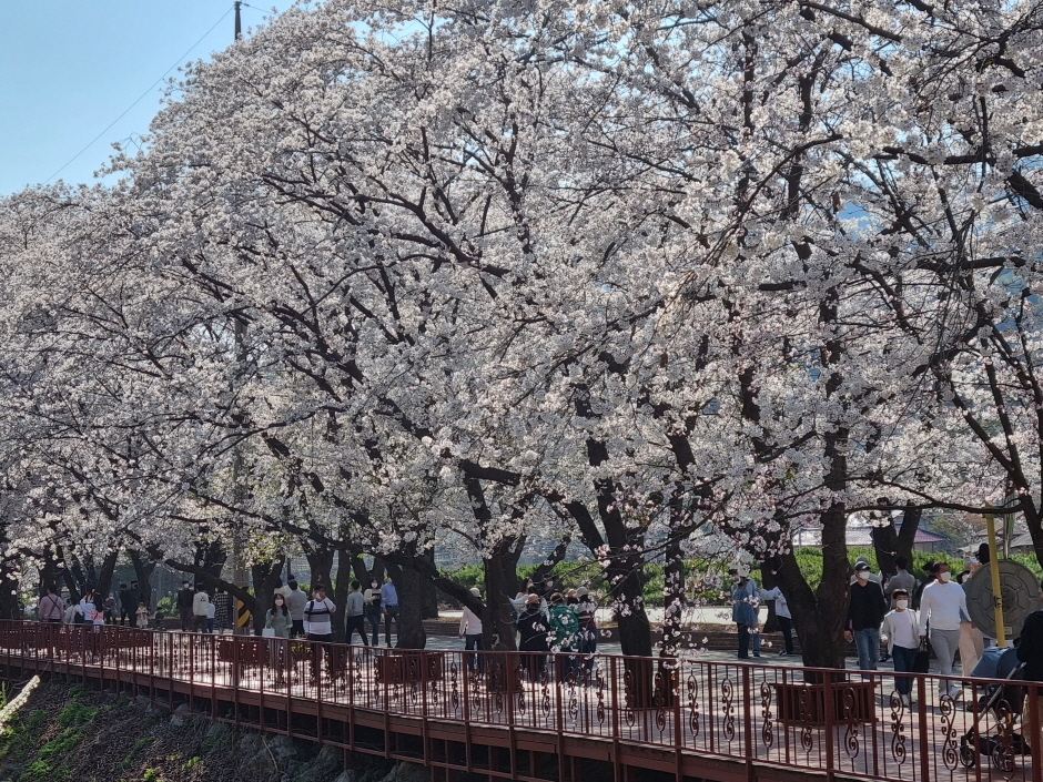 에덴벚꽃길 벚꽃축제 (10)