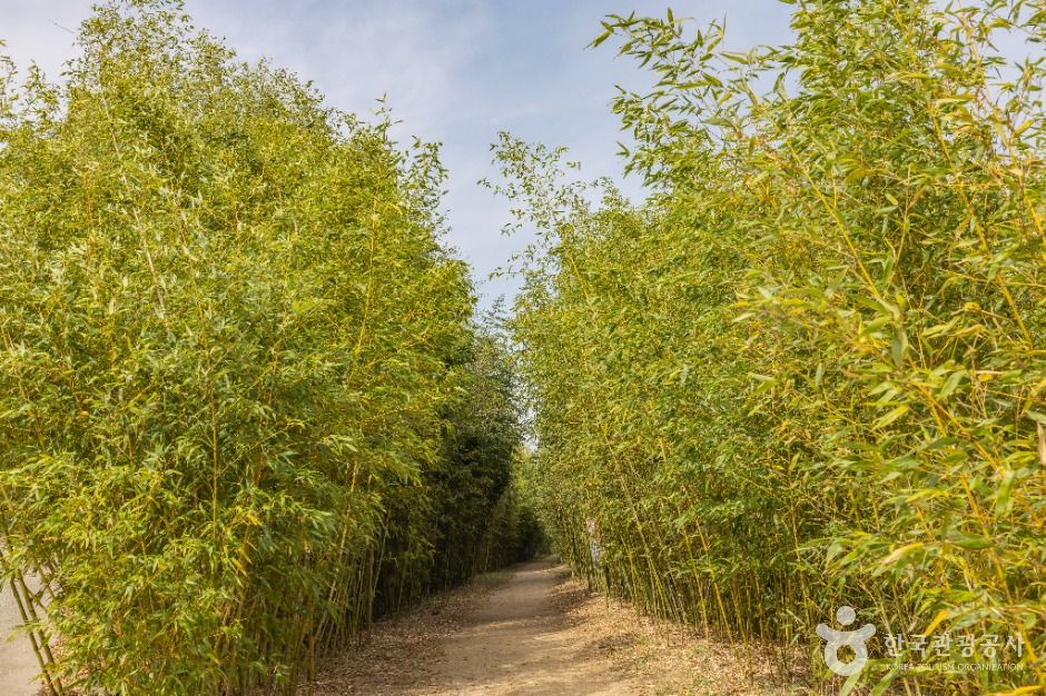 大渚生態公園(대저생태공원)