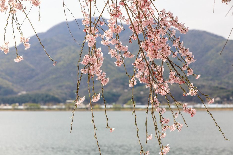 북한강로 벚꽃길