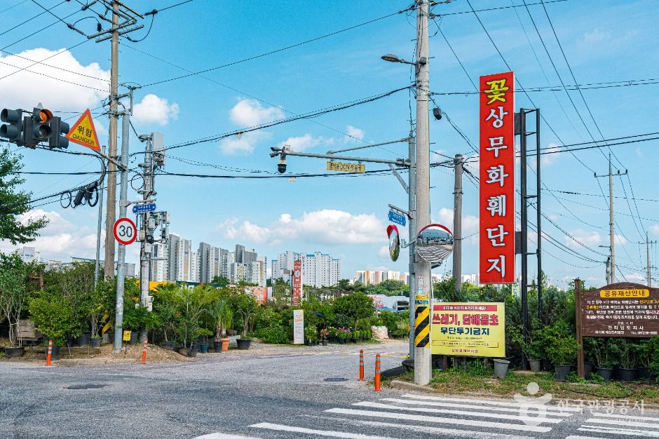광주_상무화훼단지 (1)