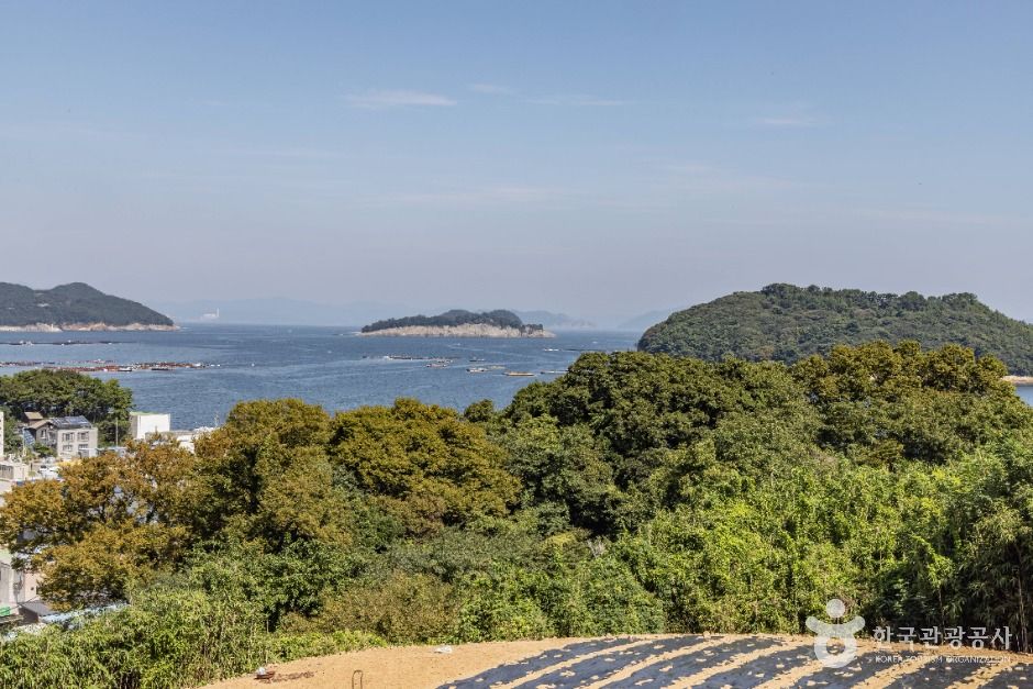 남해 미조리 상록수림