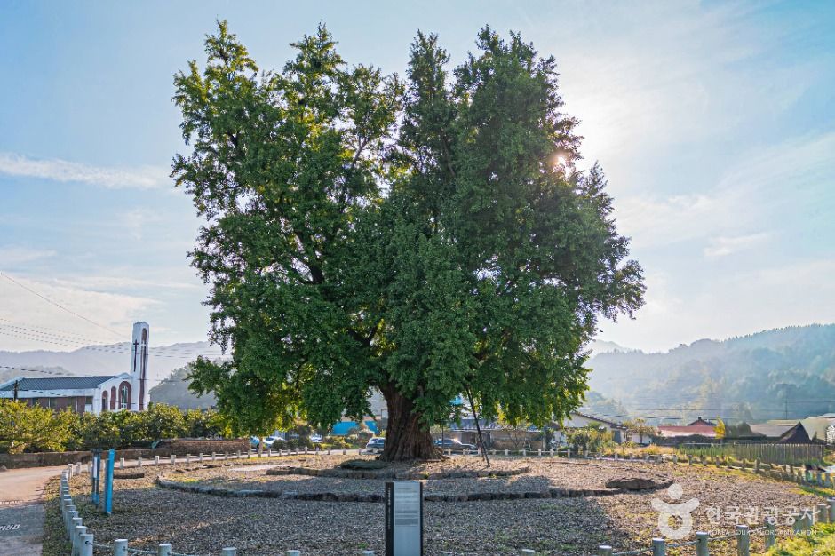 하멜 체류지와 강진 성동리 은행나무