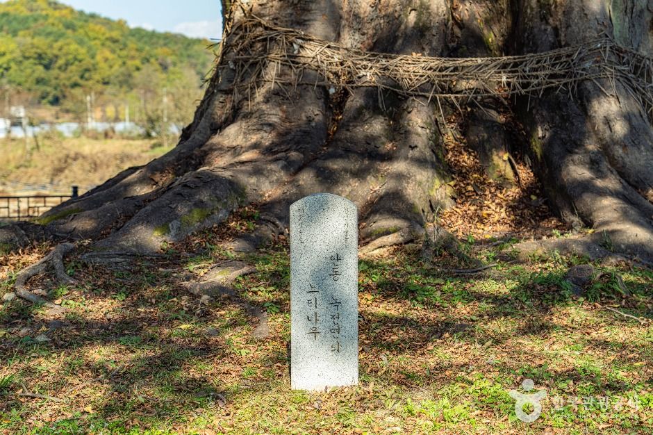 안동 사신리 느티나무