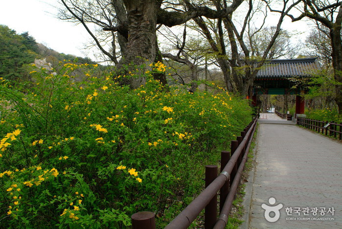 Gapsa Temple (갑사)