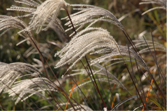 하나투어와 함께하는 전국 대부해솔길 걷기축제 20190