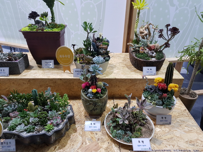 선인장페스티벌0