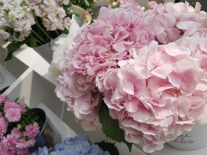 양재플라워페스타 20194