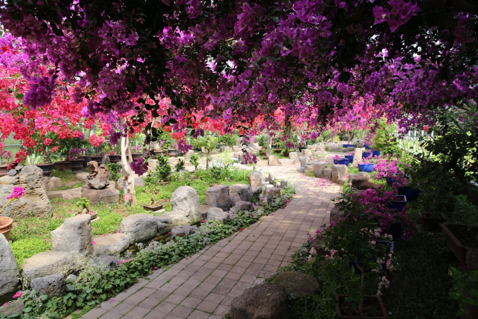 한림공원 부겐빌레아 축제0