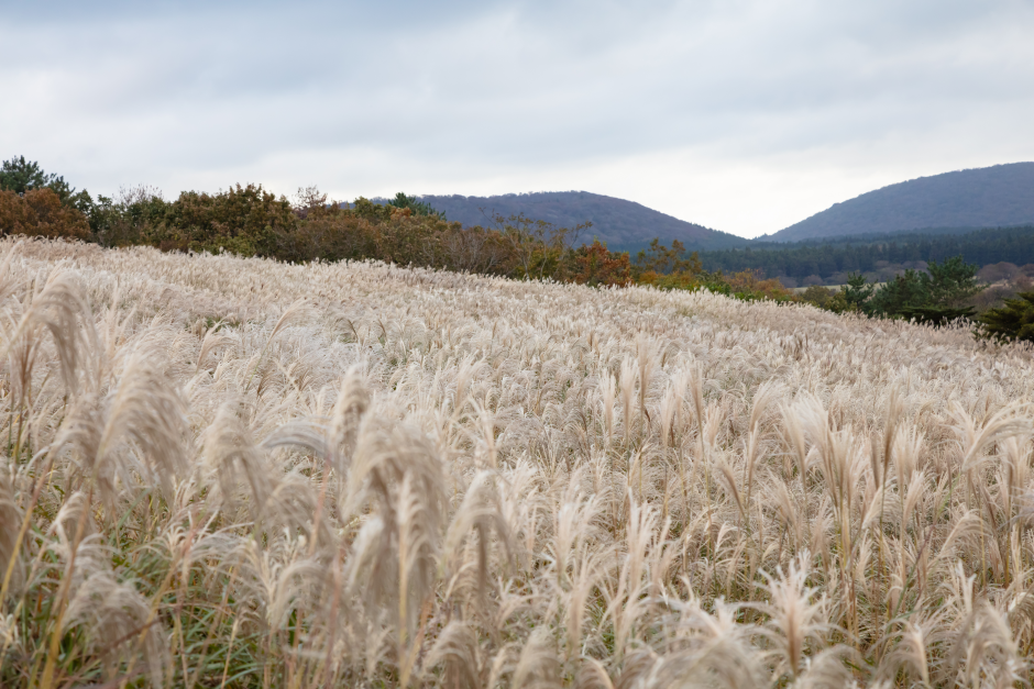 山君不离(산굼부리)