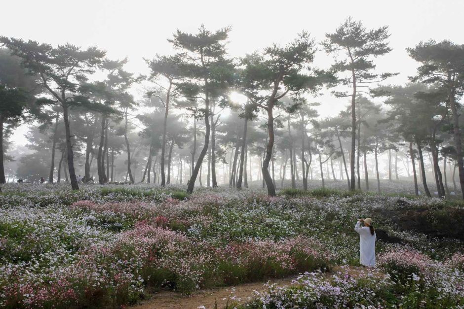 정읍 구절초 꽃축제