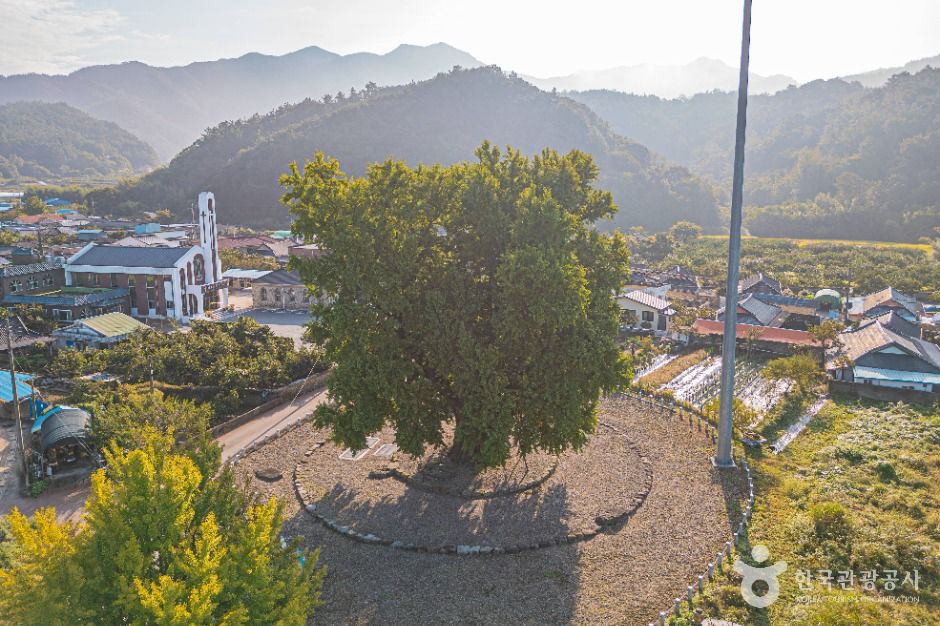 하멜 체류지와 강진 성동리 은행나무