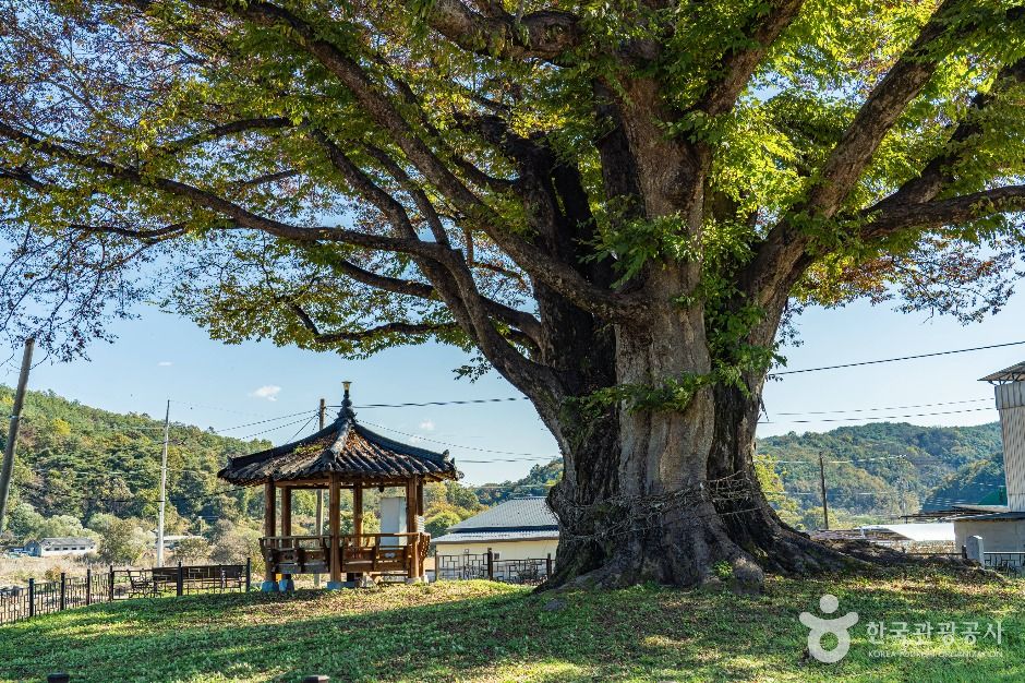 안동 사신리 느티나무