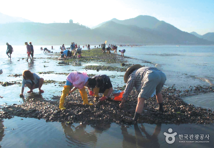 Jindo Miracle Sea Festival (진도 신비의바닷길축제)