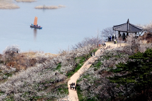 광양 매화마을&구례 산수유 마을
