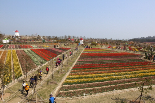 신안 튤립축제 2016