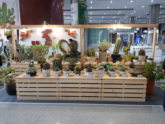 선인장페스티벌1