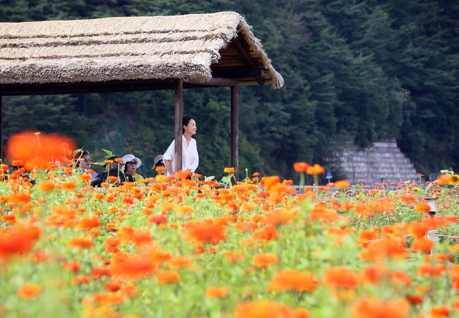 thumbnail-평창백일홍축제-0