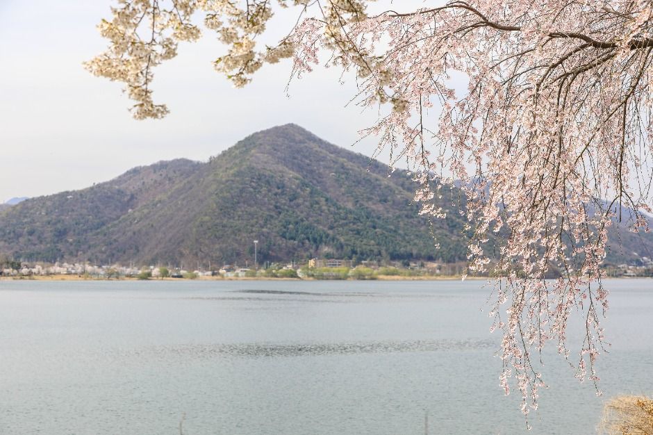 북한강로 벚꽃길