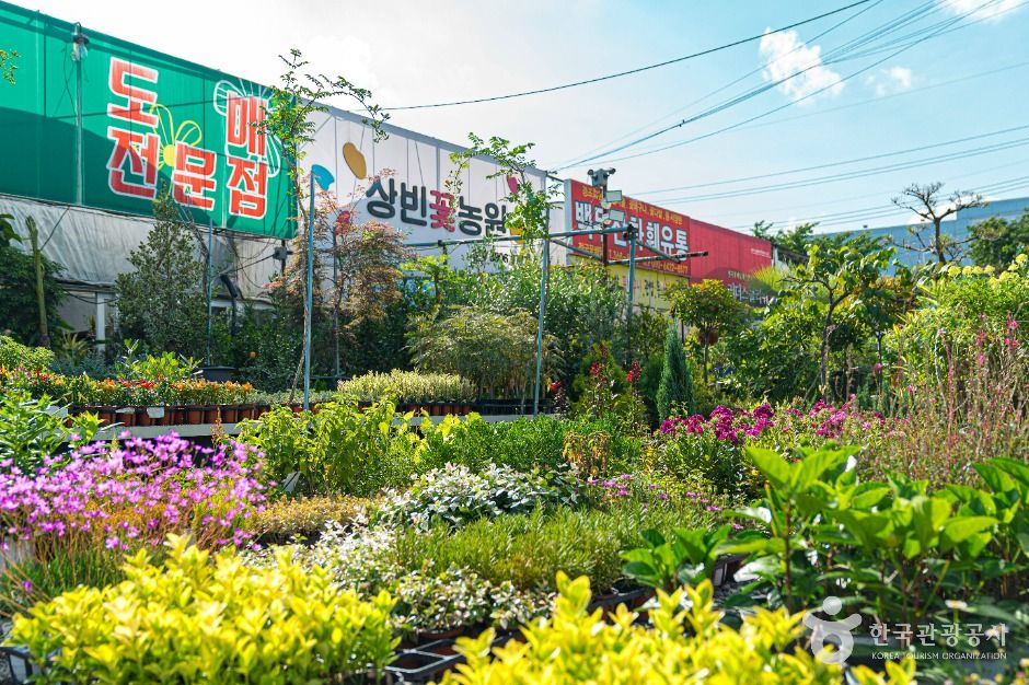광주_상무화훼단지 (3)