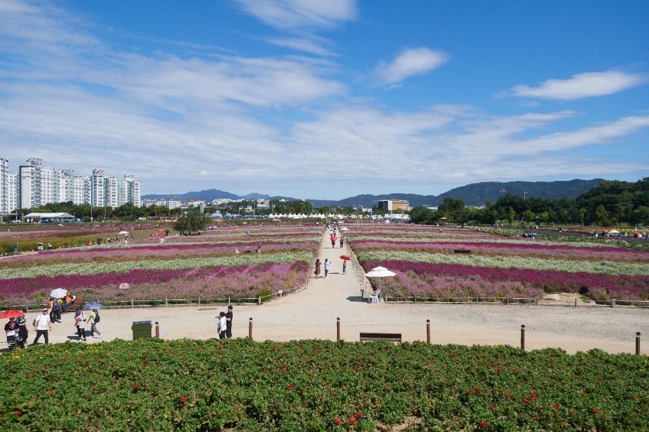 양주 천만송이 천일홍 축제