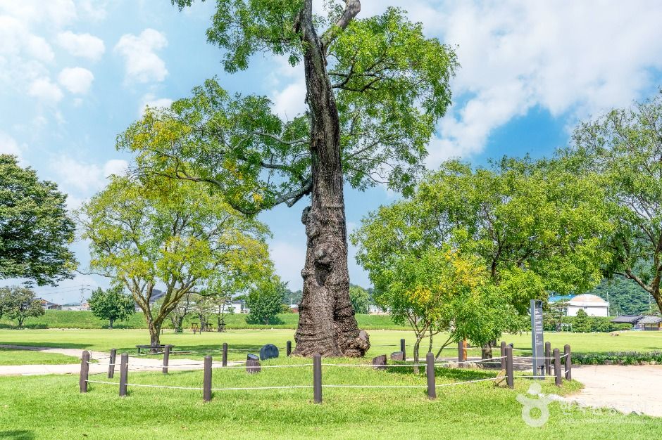서산 해미읍성 회화나무