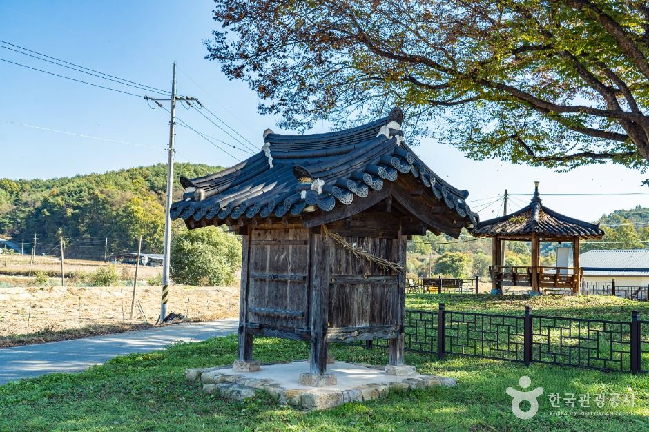 안동 사신리 느티나무