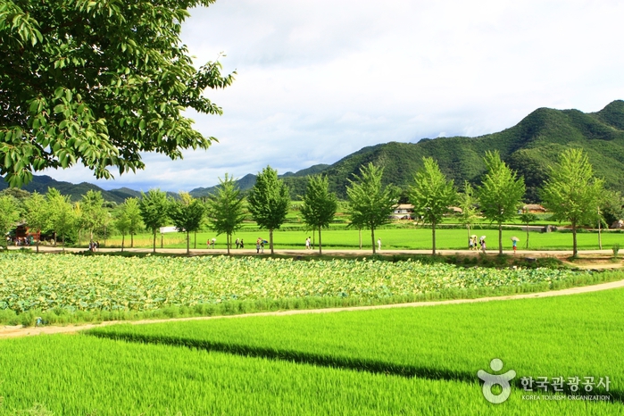 Andong Hahoe Village [UNESCO World Heritage] (안동 하회마을)