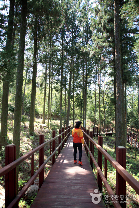 Jeongnamjin Pyeonbaek Forest Woodland (정남진 편백숲 우드랜드)1