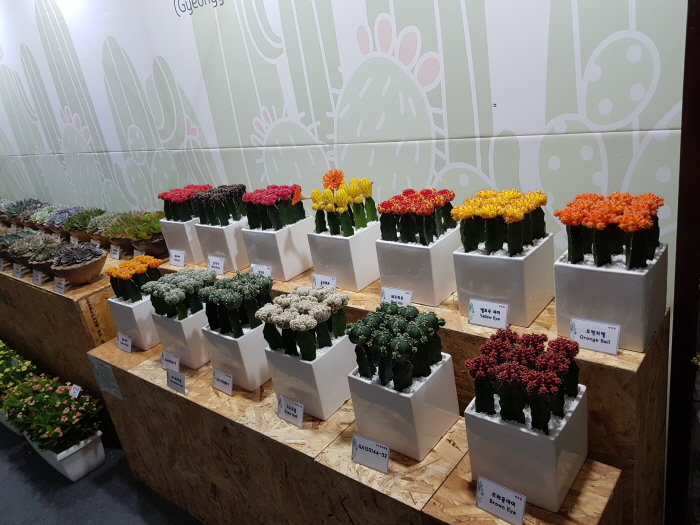 선인장페스티벌2