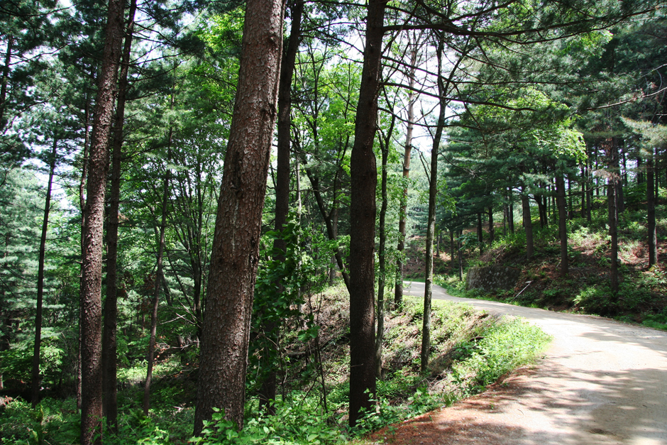 국립청태산자연휴양림 캠핑장3