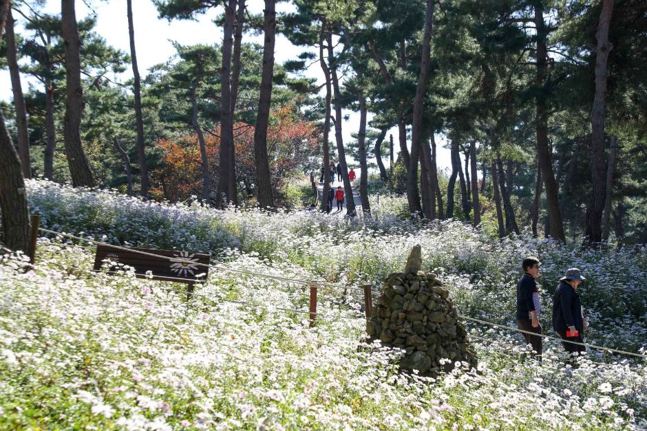 정읍 구절초 꽃축제