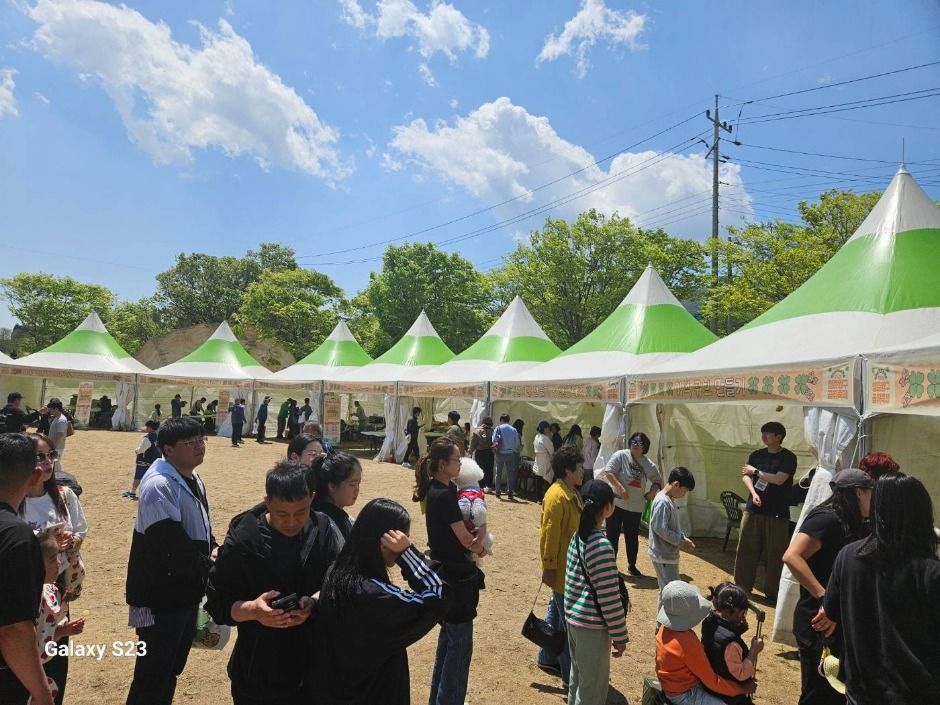 청춘양구 곰취축제