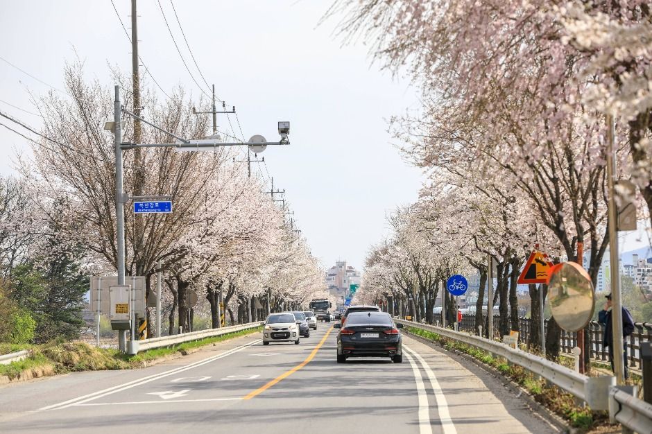 북한강로 벚꽃길