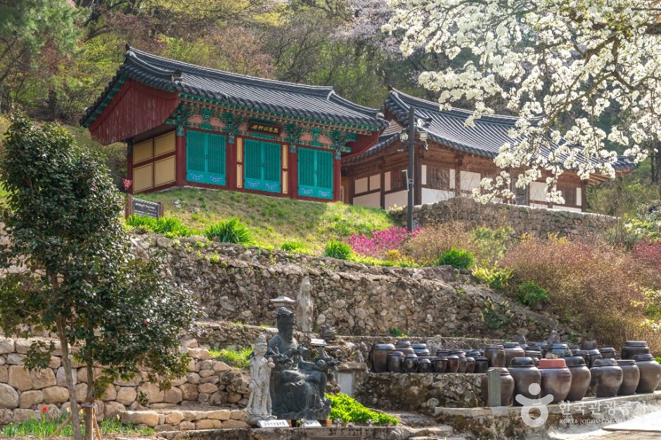 진안_진안 은수사 청실배나무 (2)