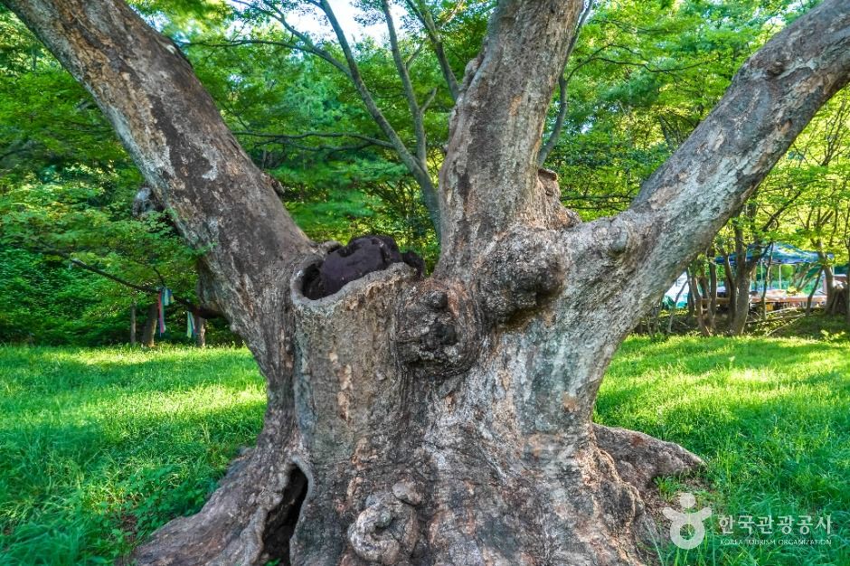 포항_포항 마북리 느티나무 (2)