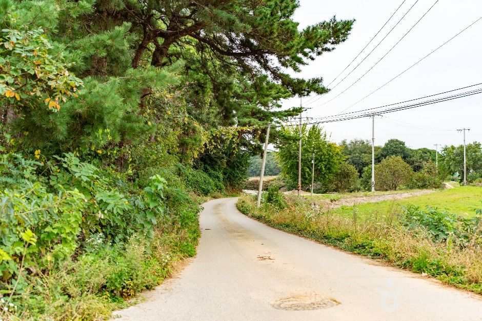 단호박올리고마을