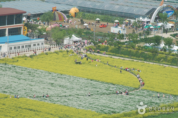 Hampyeong Butterfly Festival (함평 나비대축제) 