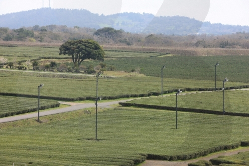 [제주올레 14-1코스] 저지-무릉 올레5