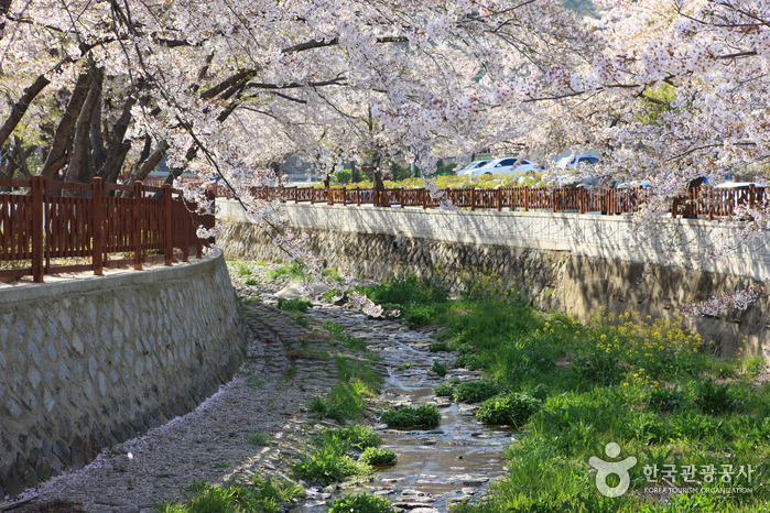 Fluss Yeojwacheon (여좌천(벚꽃명소))