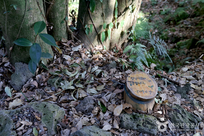 선흘곶자왈 (제주도 국가지질공원)0