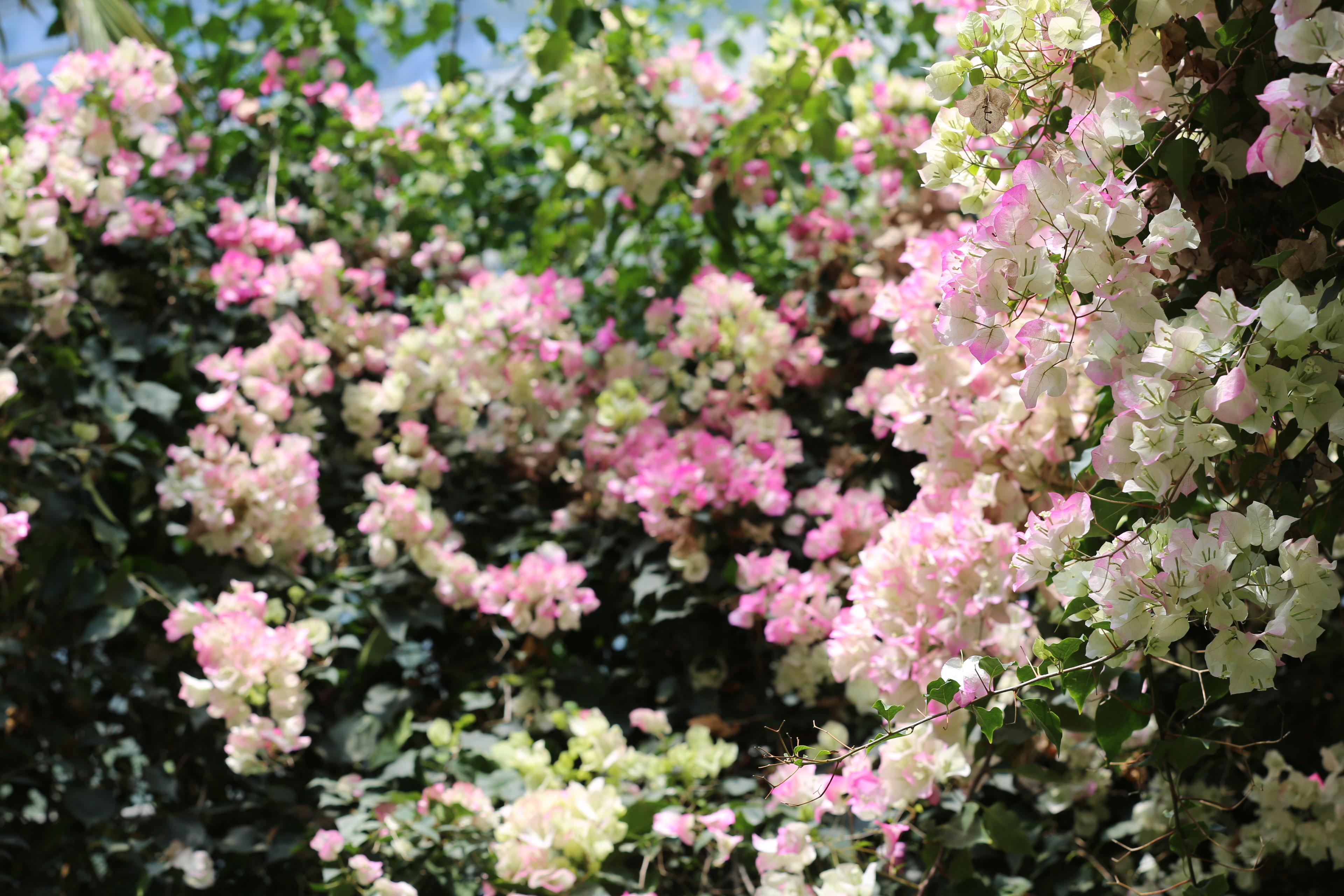 한림공원 부겐빌레아 축제2