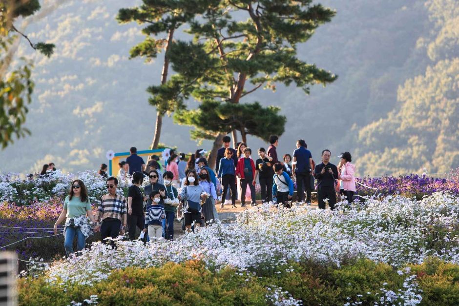 정읍 구절초 꽃축제