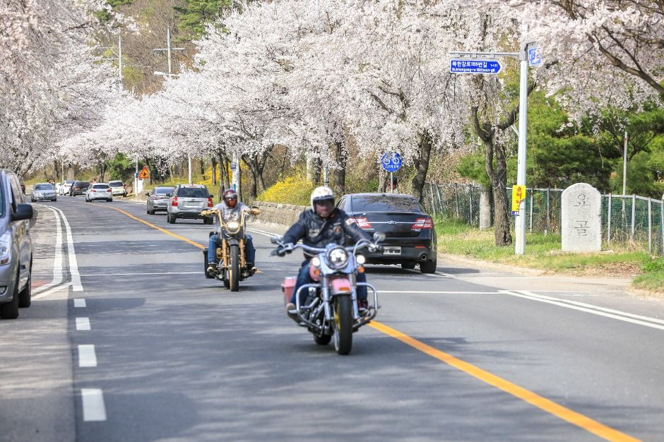 북한강로 벚꽃길