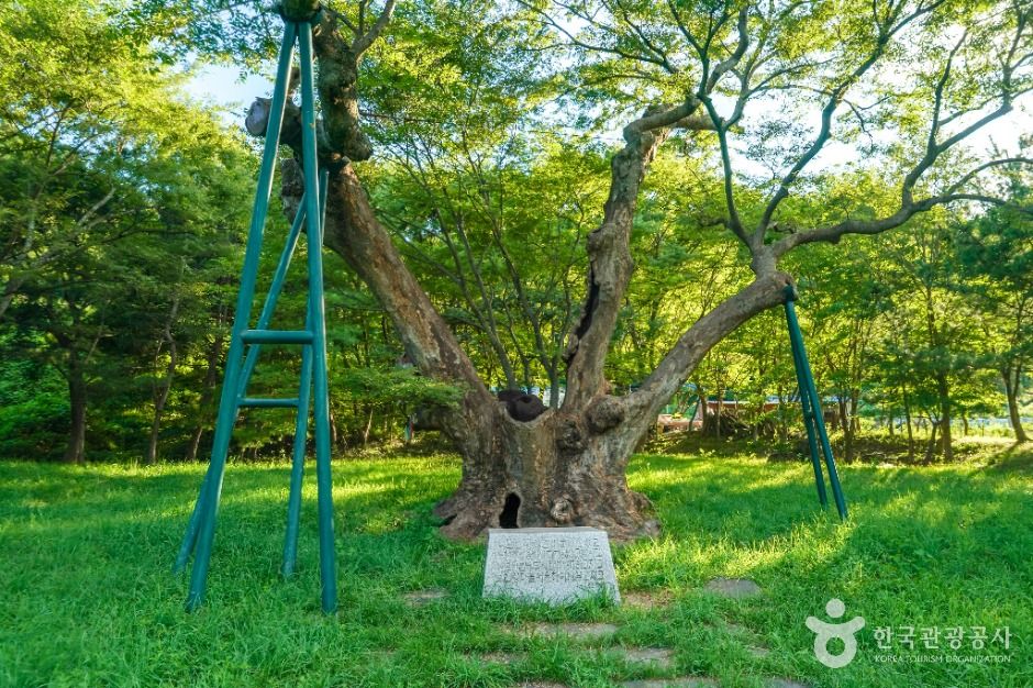 포항_포항 마북리 느티나무 (3)
