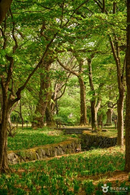 경주 계림 (2) 