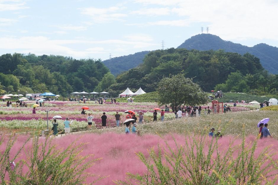 양주 천만송이 천일홍 축제