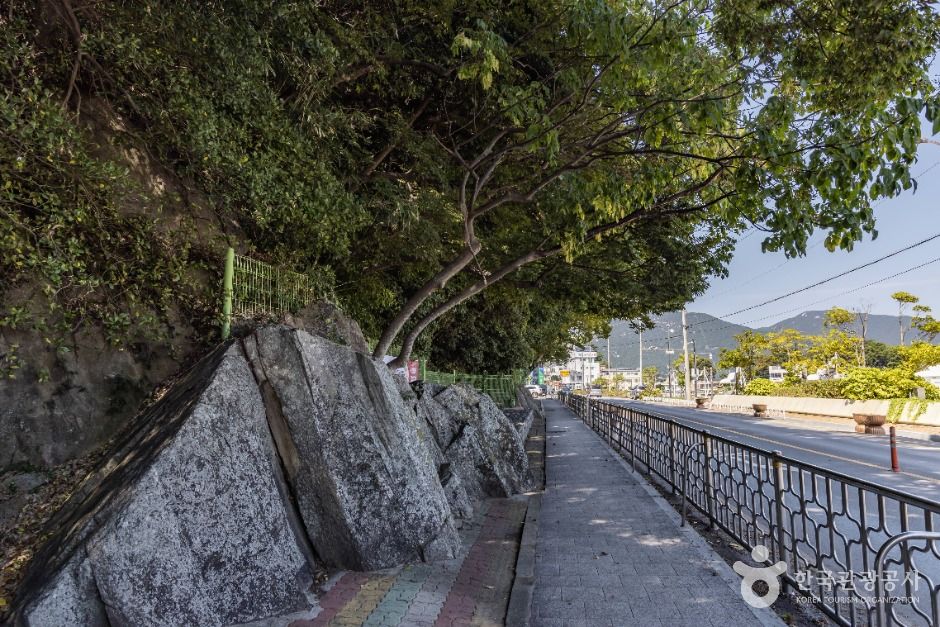 남해 미조리 상록수림